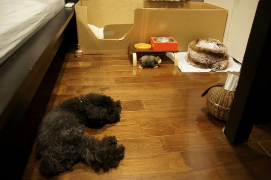 銀座トイプードルリリーas know as de wan43