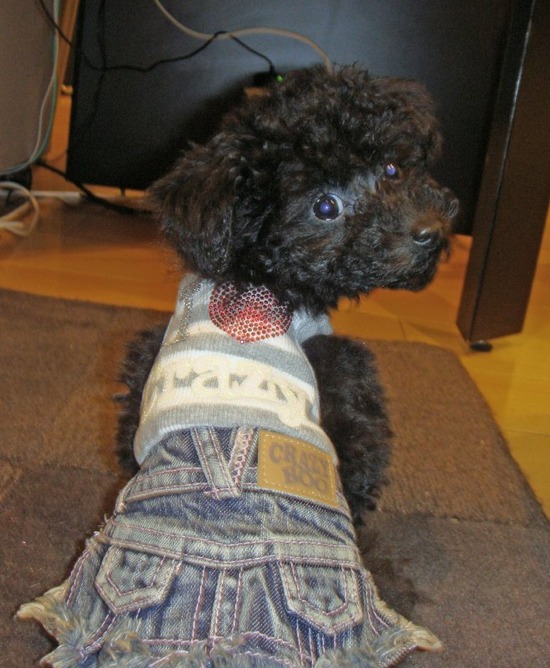 as know as de wanとトイプードルブラックの銀座リリー05