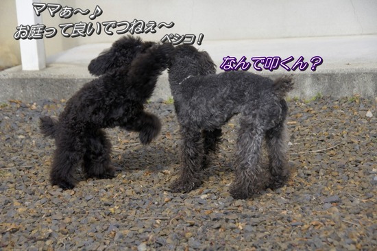 銀座トイプードルリリーとドナas know as de wan02