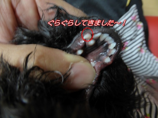 327 銀座ブラックのトイプードルリリーとドナas know as de wan00