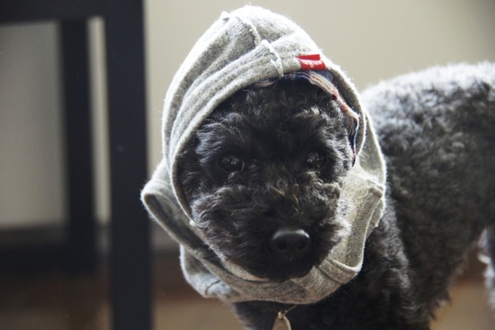 as know as de wan トイプードル 銀座リリー00