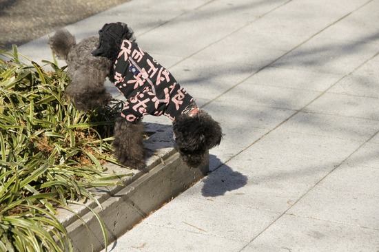 銀座トイプードルリリーas know as de wan27