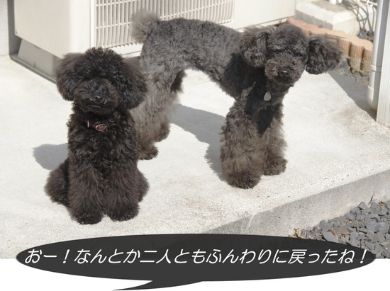 銀座トイプードルリリーとドナas know as de wan06