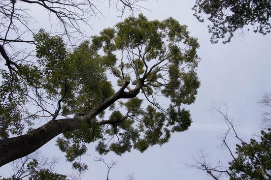 銀座トイプードルリリーas know as de wan28