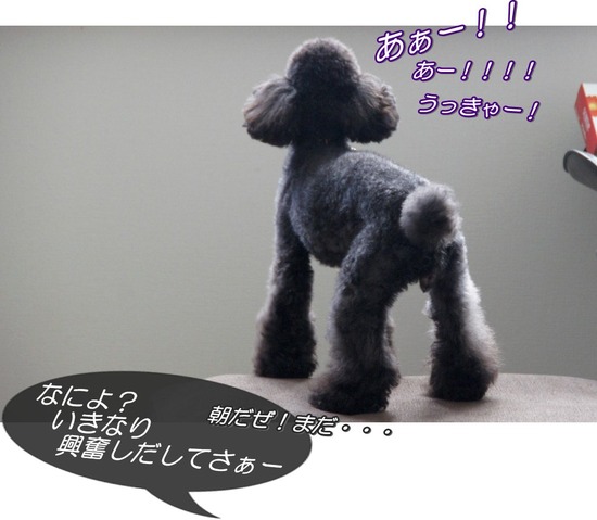 トイプードル銀座リリーas know as dewan02