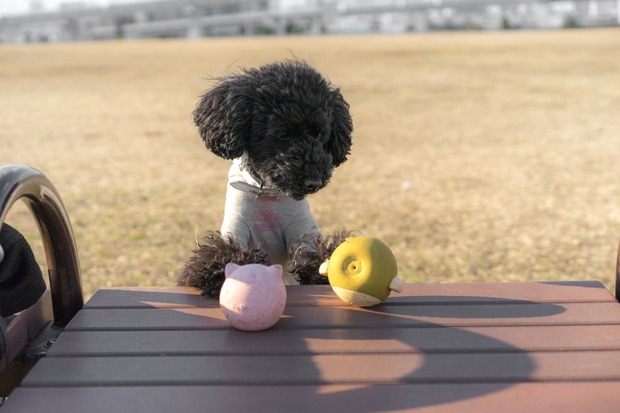 20160203ブラックトイプードル銀座リリードナ46