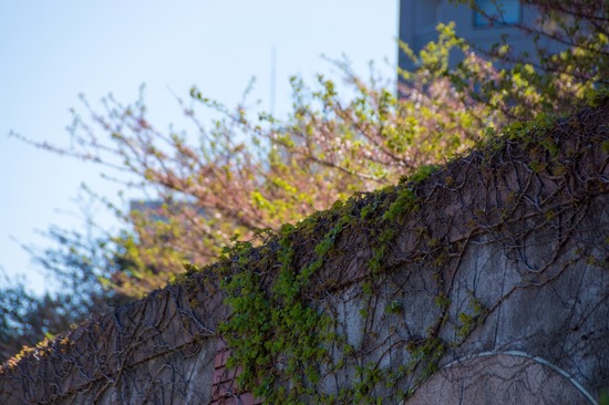 407 銀座ブラックのトイプードルリリーとドナas know as de wan24