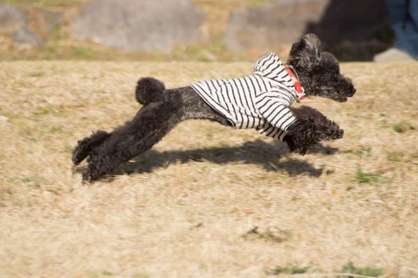 トイプードル銀座リリー006