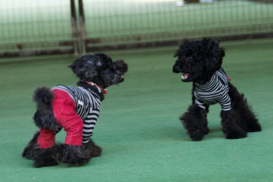 503 銀座ブラックのトイプードルリリーとドナas know as de wan40