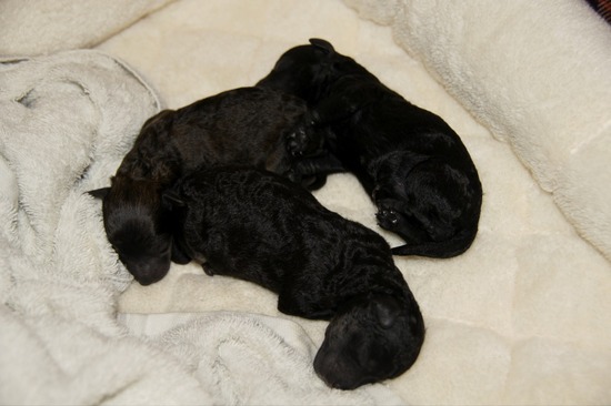 as know as de wanとトイプードルブラックの銀座リリー02