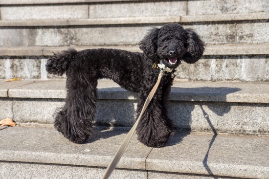 トイプードル ブログ 銀座リリー ドナ as know as de wan80