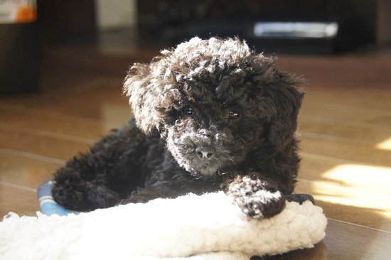 銀座 トイプードル リリー as know as de wan26