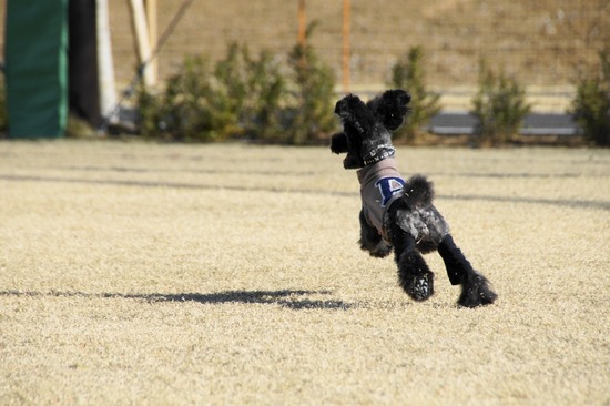 銀座トイプードルリリーas know as de wan20