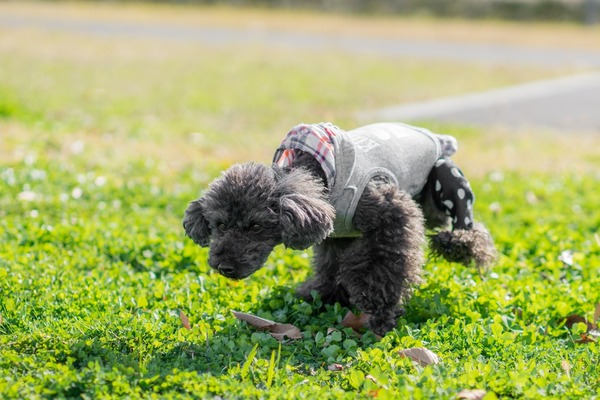 ブラックトイプードル銀座リリー＆ドナ011