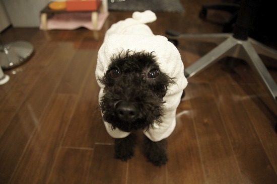 as know as de wan トイプードル 銀座リリー21