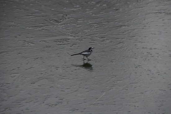 銀座トイプードルリリーas know as de wan11