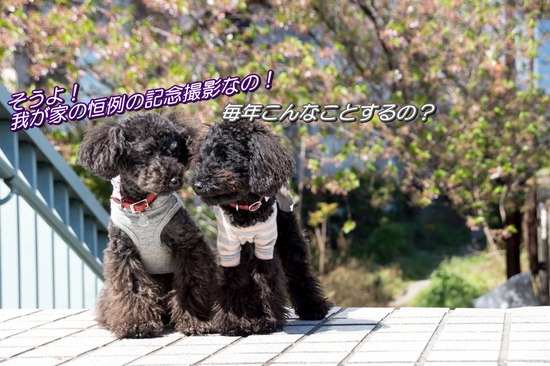 407 銀座ブラックのトイプードルリリーとドナas know as de wan21