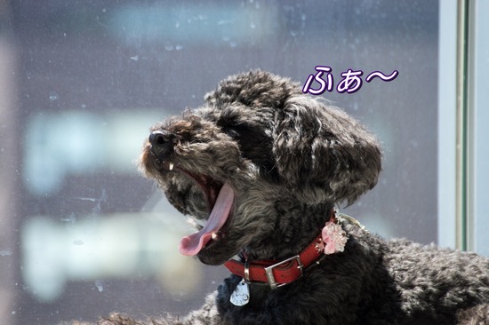 407 銀座ブラックのトイプードルリリーとドナas know as de wan00