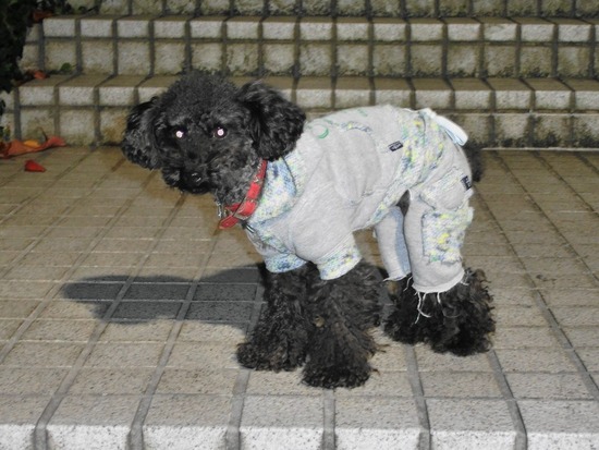 銀座 トイプードル リリー as know as de wan38