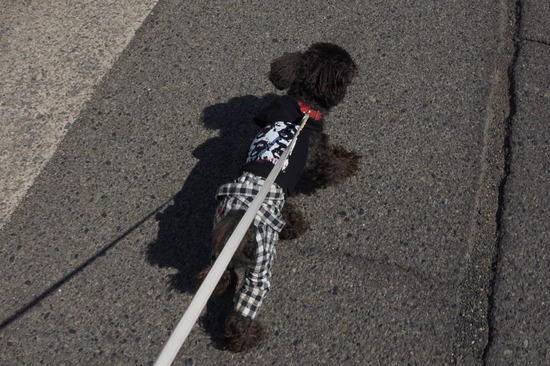 銀座トイプードルリリーとドナas know as de wan10