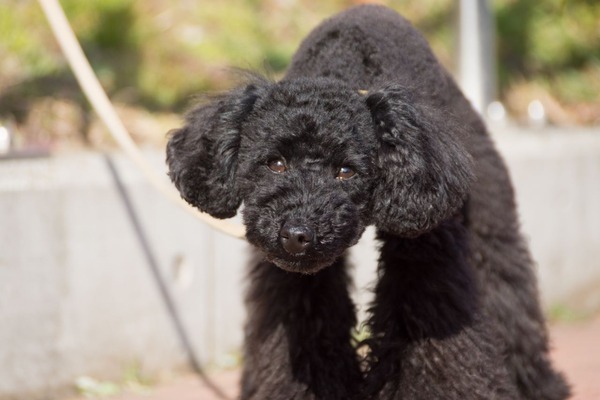 トイプードル銀座リリー027