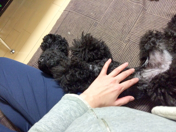 ブラックトイプードル銀座リリー&ドナ161