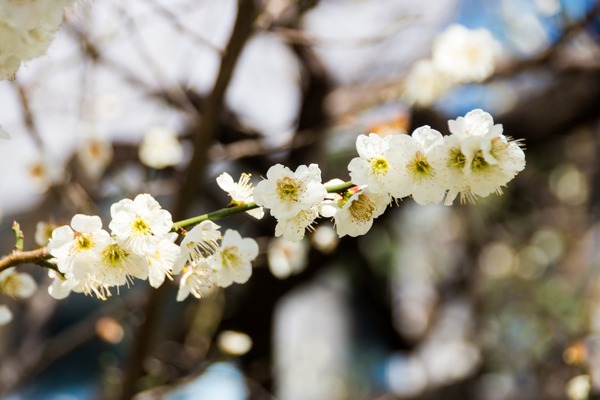 ブラックトイプードル銀座リリードナ004