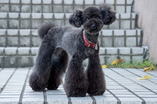 ブログRosieトイプードル銀座リリーとドナas know as de wan12