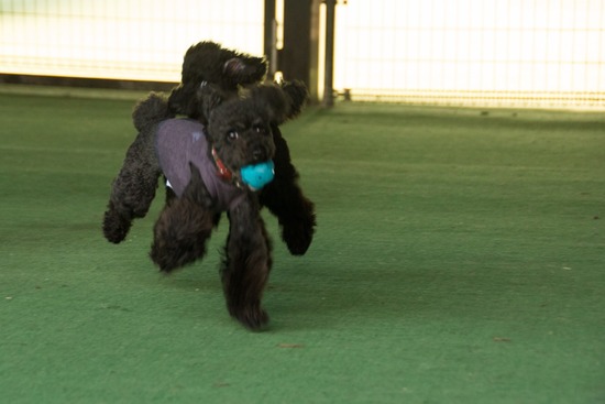 トイプードル ブログ 銀座リリーとドナas know as de wan16