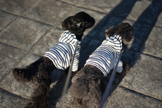 20151225ブラックトイプードル銀座リリー＆ドナ23