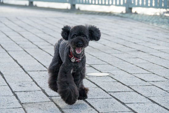 ブログRosieトイプードル銀座リリーとドナas know as de wan02