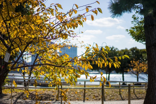 20151212ブラックトイプードル銀座リリー＆ドナ02