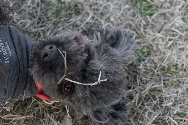20160203ブラックトイプードル銀座リリードナ50