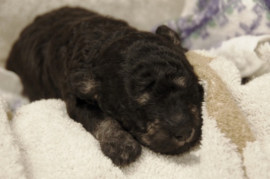 as know as de wanとトイプードルブラックの銀座リリー11