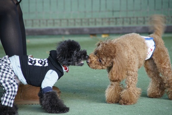 銀座トイプードルリリーas know as de wan62