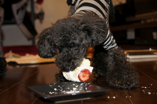 銀座トイプードルリリーas know as de wan40