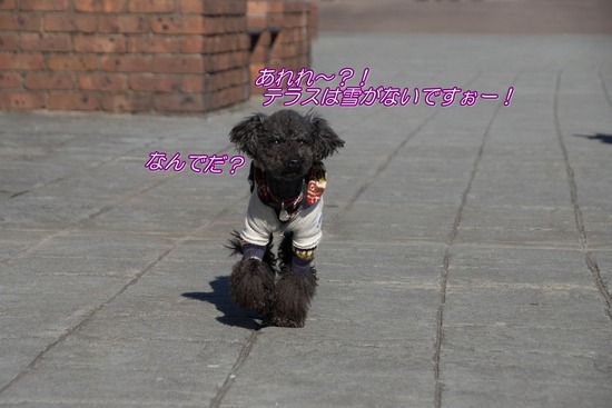 銀座トイプードル,リリーとドナ,as know as de wan043