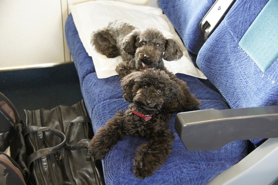 銀座トイプードルリリーas know as de wan41