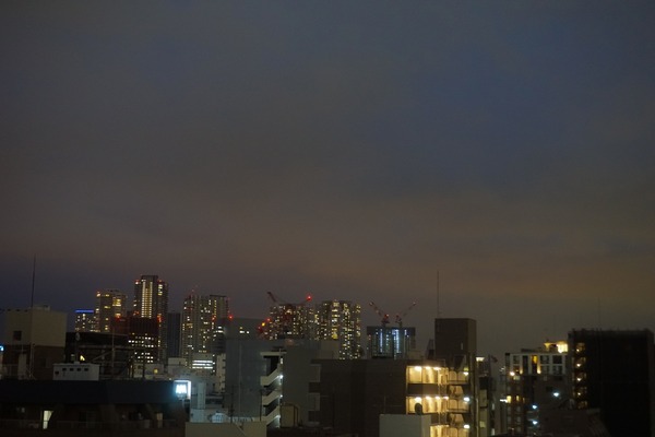 トイプードル銀座リリー02