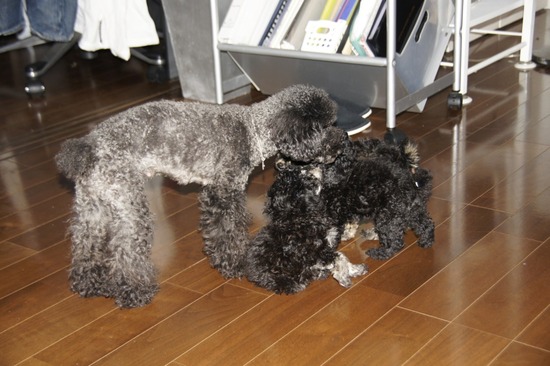 銀座 トイプードル リリー as know as de wan06