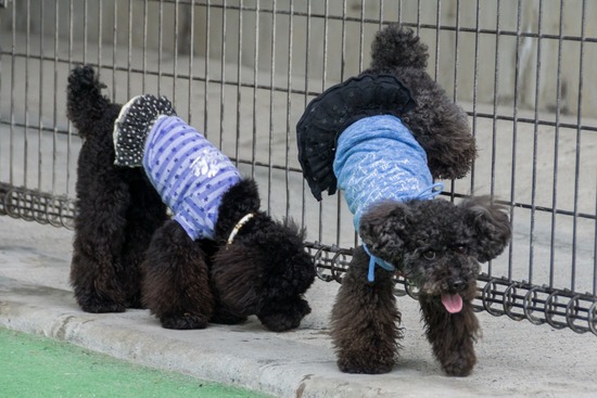 ブラックのトイプードル銀座リリー＆ドナas know as de wan09