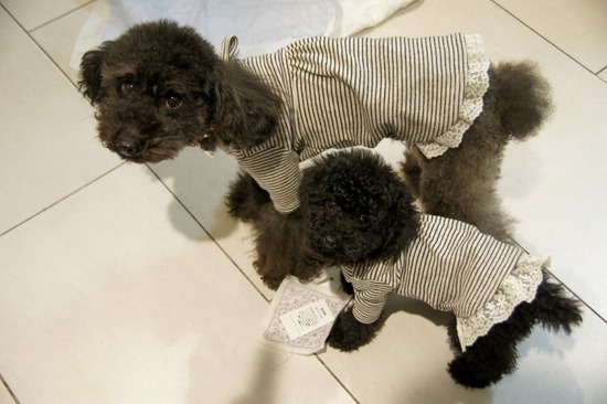 銀座 トイプードル リリー as know as de wan07