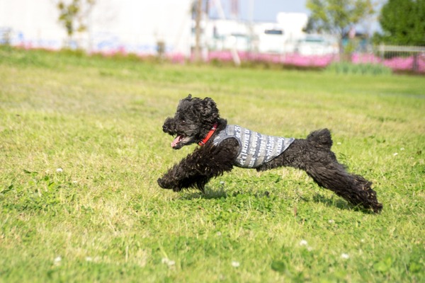 ブラックトイプードル銀座リリードナ008