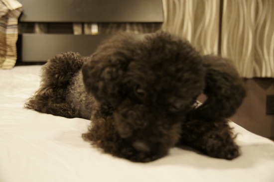 as know as de wanとトイプードルブラックの銀座リリー08