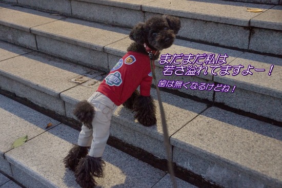 ブログRosieトイプードル銀座リリーとドナas know as de wan12