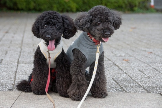 ブログRosieトイプードル銀座リリーとドナas know as de wan30