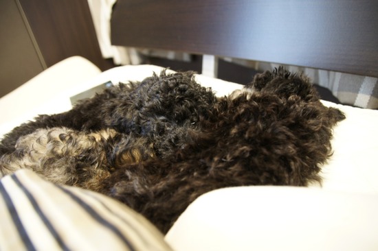 銀座 トイプードル リリー as know as de wan10