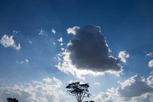 トイプードル銀座リリー019