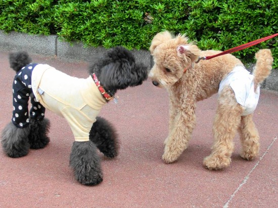 as know as de wan トイプードル 銀座リリー06