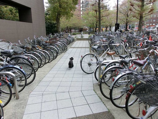 as know as de wan トイプードル 銀座リリー01